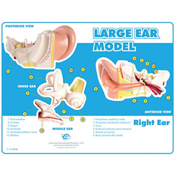 Large Ear Model for Anatomy Studies and Education