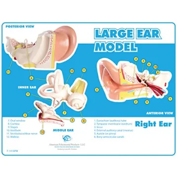 Large Ear Model for Anatomy Studies and Education