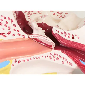 Large Ear Model for Anatomy Studies and Education