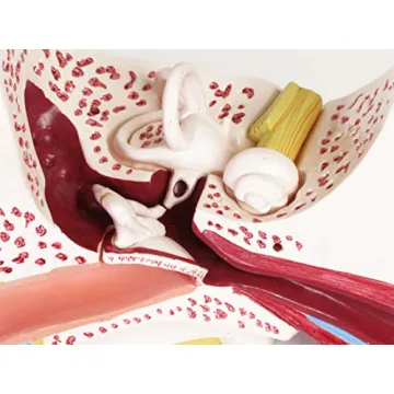 Large Ear Model for Anatomy Studies and Education