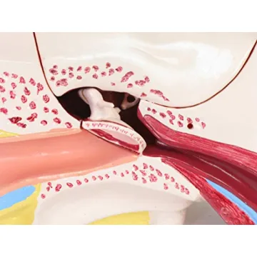 Large Ear Model for Anatomy Studies and Education