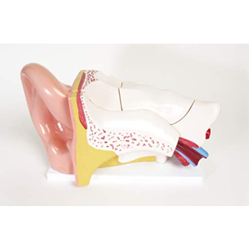 Large Ear Model for Anatomy Studies and Education