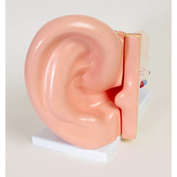 Large Ear Model for Anatomy Studies and Education