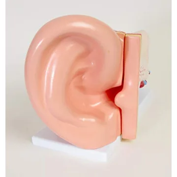 Large Ear Model for Anatomy Studies and Education