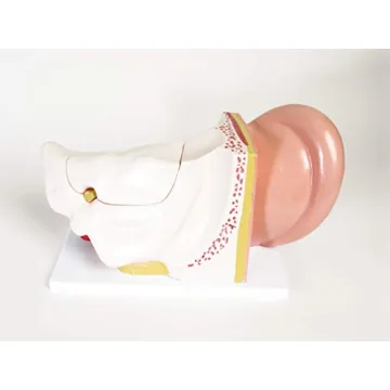 Large Ear Model for Anatomy Studies and Education