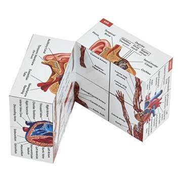 Human Anatomy Study Cube | Study 9 Parts of The Human Body | Perfect Anatomy Revision Guide | Addict...