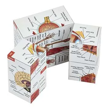 Human Anatomy Study Cube - Perfect Gift for Medical Students
