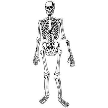 Educational Soft Foam Skeleton Puzzle for Kids Anatomy Learning