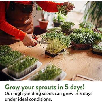 Home Grown Non-GMO Alfalfa Sprouting Seeds - Grow Fresh!