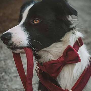 PETDURO Custom Dog Collar with Engraved Metal Buckle