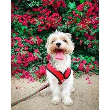 Gooby Comfort X Harness - No Pull Design for Small Dogs