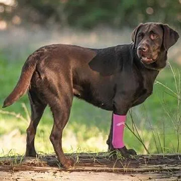 WALKABOUT Compression Sleeve for Dogs - Pain Relief.