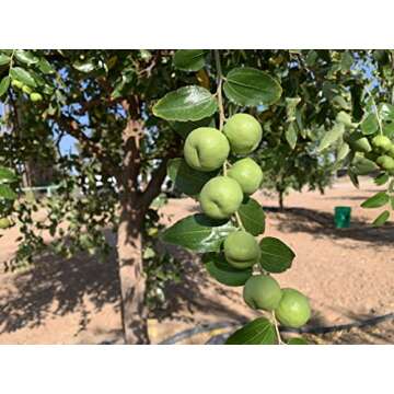 McCabe Organic Sun-Dried Jujube, 130g