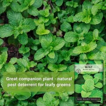 Sow Right Seeds - Mint Seed for Planting - Non-GMO Heirloom Packet with Instructions to Plant an Herbal Tea Garden - Indoors or Outdoor - Perennial and Fragrant - Hydroponics and Kitchen Gardening (1)