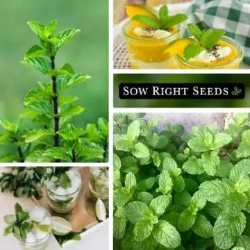 Sow Right Seeds - Mint Seed for Planting - Non-GMO Heirloom Packet with Instructions to Plant an Herbal Tea Garden - Indoors or Outdoor - Perennial and Fragrant - Hydroponics and Kitchen Gardening (1)