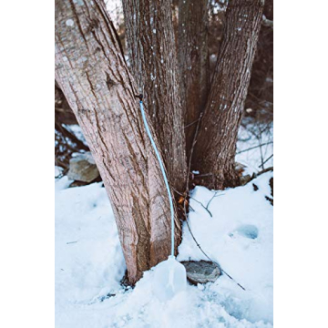 10 Maple Syrup Tree Tapping Kit for Perfect Homemade Syrup