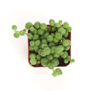 Shop Succulents String of Pearls Succulent Pack - Live 2" Senecio Rowleyanus Plants, Unique Trailing...