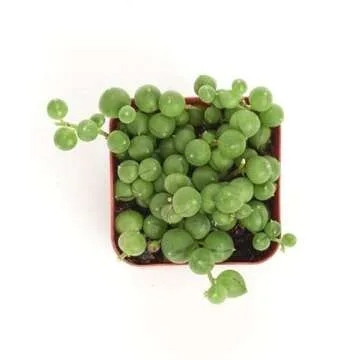 Shop Succulents String of Pearls Succulent Pack - Live 2" Senecio Rowleyanus Plants, Unique Trailing...