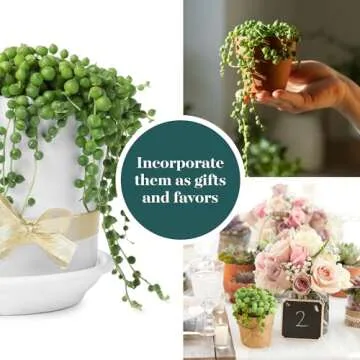 String of Pearls Succulent Pack - Easy Care Indoor Plant