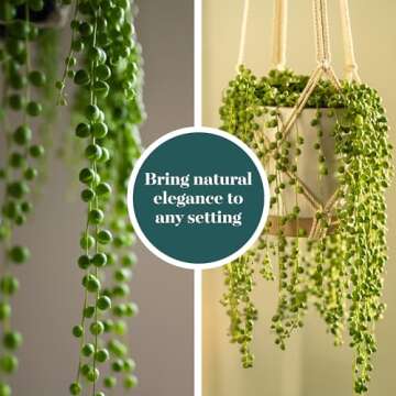 String of Pearls Succulent Pack - Easy Care Indoor Plant