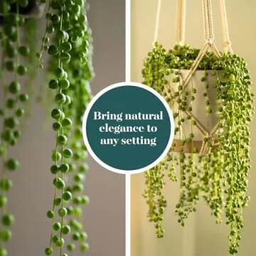 String of Pearls Succulent Pack - Easy Care Indoor Plant