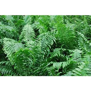 Macho Giant Sword Fern 3 Gallon Live Plant for Home