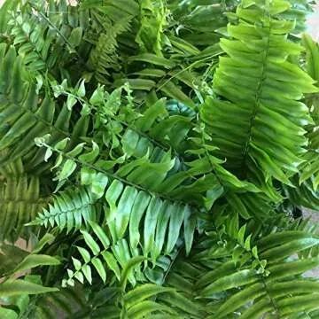 Macho Giant Sword Fern 3 Gallon Live Plant for Home
