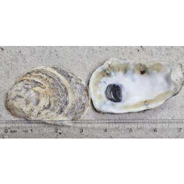 Crafty Oyster Shells for DIY Projects - 12 Natural Pieces