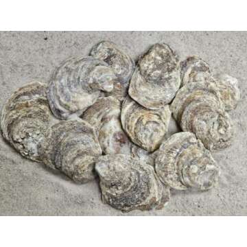 Natural 3-4" Oyster Shells - Perfect for DIY Projects