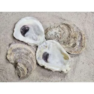Natural 3-4" Oyster Shells - Perfect for DIY Projects