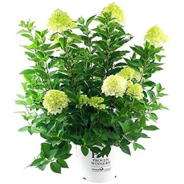 Proven Winners - Hydrangea pan. 'Limelight' (Panicle Hydrangea) Shrub, white/lime to pink flowers, #2 - Size Container