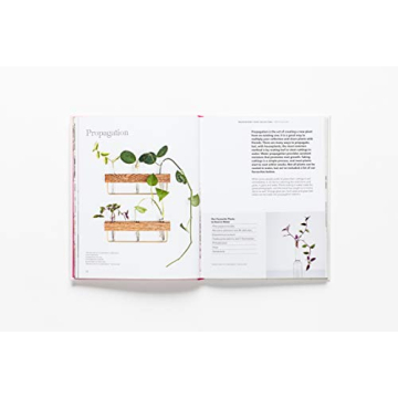 How to Raise a Plant Guide with Tips and DIY Ideas