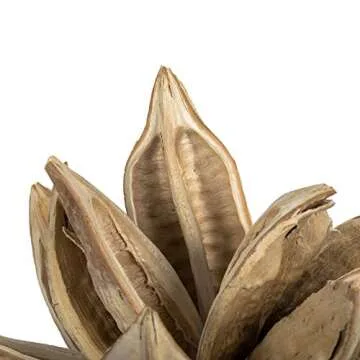 Vickerman 6" Bleached Star Pod for Elegant Home Decor