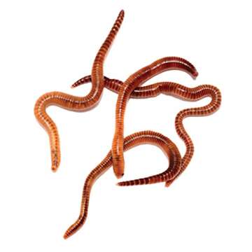 WILD! Science - WS27 Worm Farm - Ages 6+ - In Home Learning Science Kit - Easy Assembly - Worm Farm, Colored Sand, Accessories and Education & Instruction Booklet