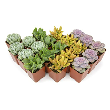 Live Succulents (20PK) - Indoor Plants by Plants for Pets