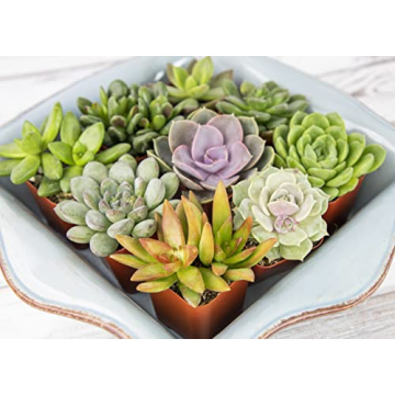 Live Succulents (20PK) - Indoor Plants by Plants for Pets