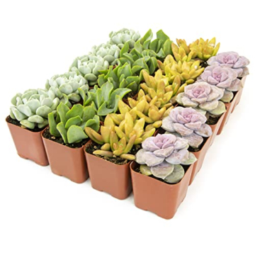 Live Succulents (20PK) - Indoor Plants by Plants for Pets