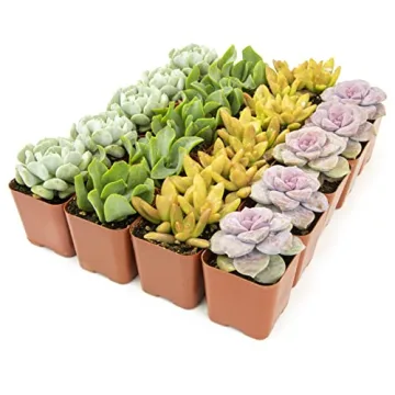 Live Succulents (20PK) - Indoor Plants by Plants for Pets