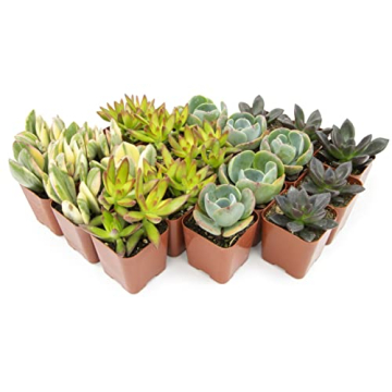 Live Succulents (20PK) - Indoor Plants by Plants for Pets