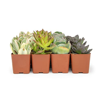 Live Succulents (20PK) - Indoor Plants by Plants for Pets