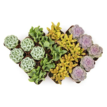 Live Succulents (20PK) - Indoor Plants by Plants for Pets