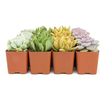 Live Succulents (20PK) - Indoor Plants by Plants for Pets