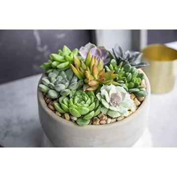 Live Succulents (20PK) - Indoor Plants by Plants for Pets