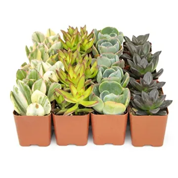Live Succulents (20PK) - Indoor Plants by Plants for Pets