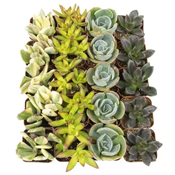 Live Succulents (20PK) - Indoor Plants by Plants for Pets