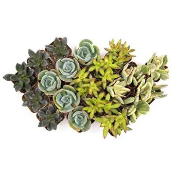 Live Succulents (20PK) - Indoor Plants by Plants for Pets
