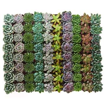 Shop Succulents Rosette Succulent Plant Pack Bulk Collection - Live Mini Succulent Plants, Low Maint...