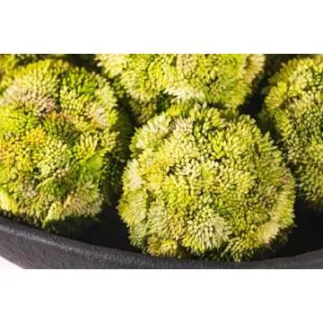 Balls and Pedestal Bowl Set Textured Black Ceramic Decorative Bowl with Succulent Balls for Counter ...