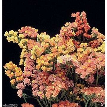 Sunset Mix Statice Seeds: Vibrant Apricot, Orange & Peach Blossoms (500 Seeds)