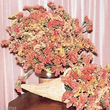 Sunset Mix Statice Flower Seeds - 500 Colorful Blooms